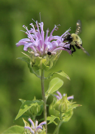 Native Bergamot - Monarda fistulosa