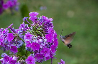 Wild Sweet William - Phlox maculata