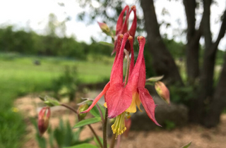 Wild Columbine - Aquilegia canadensis