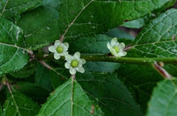 Winterberry Holly - Ilex  verticillata