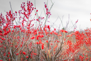 Winterberry Holly - Ilex  verticillata