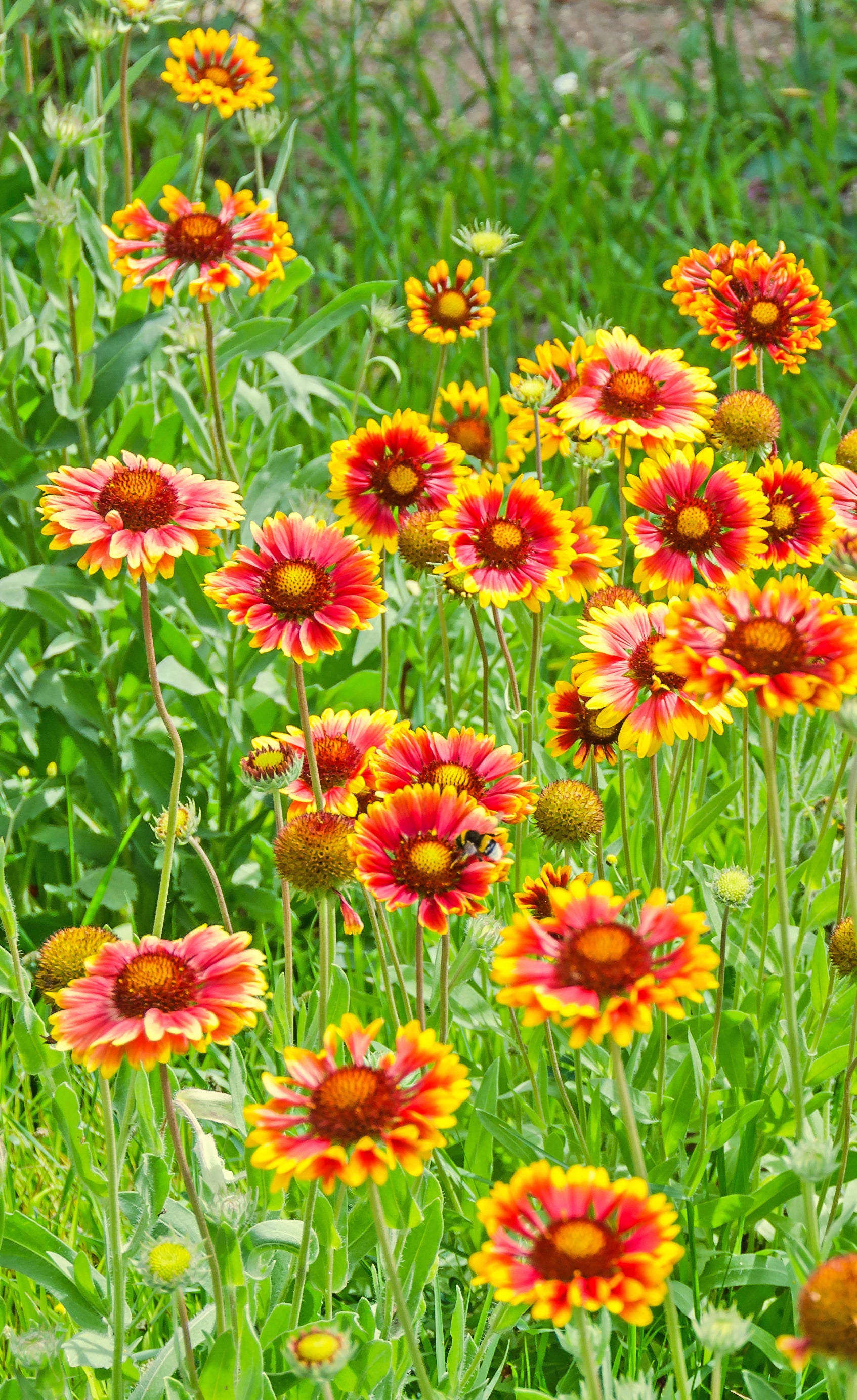 Blanket Flower Gaillardia aristata