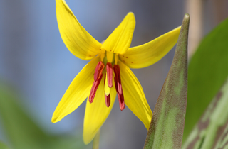 Yellow Trout Lily - Erythronium americanum