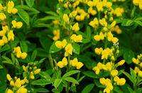 Small Yellow Wild Indigo - Baptisia tinctoria