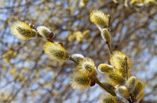Pussy Willow - Salix discolor