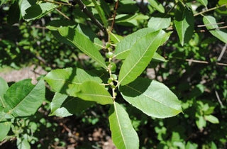 Pussy Willow - Salix discolor