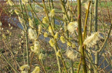 Pussy Willow - Salix discolor