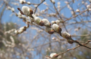 Pussy Willow - Salix discolor