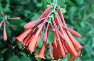 Trumpet Honeysuckle - Lonicera sempervirens