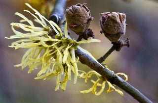 Witch Hazel - Hamamelis virginiana